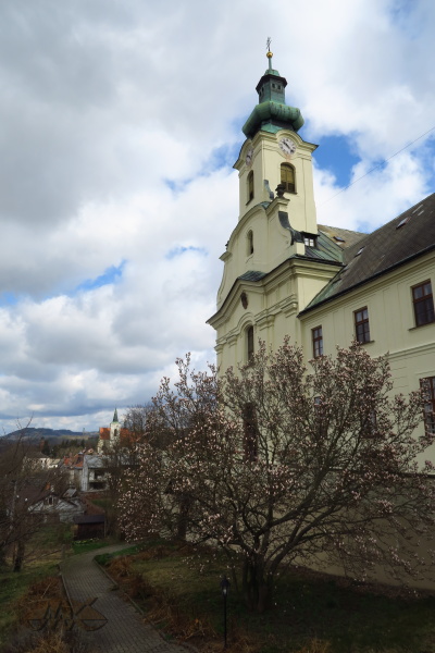 magnolie před kostelem se chystá vykvést