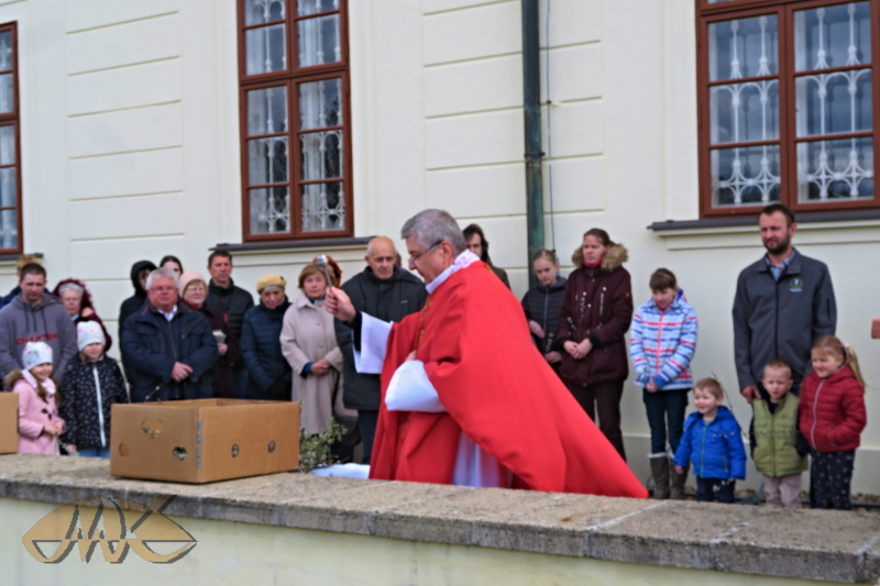 jsou požehnány kočičky